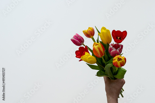 Multicolored tulips on white background with copy space for text. Bouquet of spring flowers. Isolated on white background.  Mother's Day, Valentines, Anniversary, Easter, Birthday.