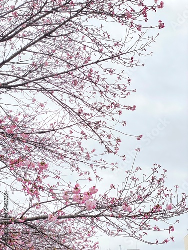 pink cherry blossom  sakura season in Japan  Ueno Tokyo Shinobazu pond  March 28th  2022