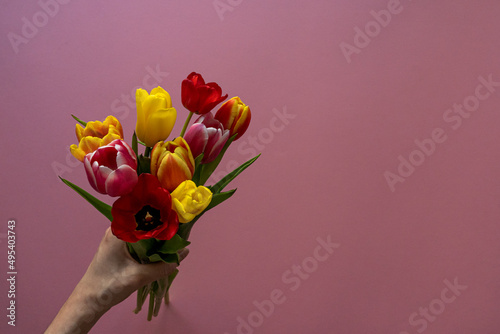 Multicolored tulips on pink background with copy space for text. Bouquet of spring flowers. Isolated on pink background.  Mother's Day, Valentines, Anniversary, Easter, Birthday.