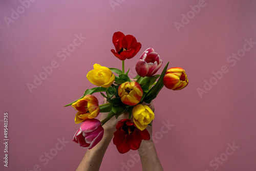 Multicolored tulips on pink background with copy space for text. Bouquet of spring flowers. Isolated on pink background.  Mother's Day, Valentines, Anniversary, Easter, Birthday.
