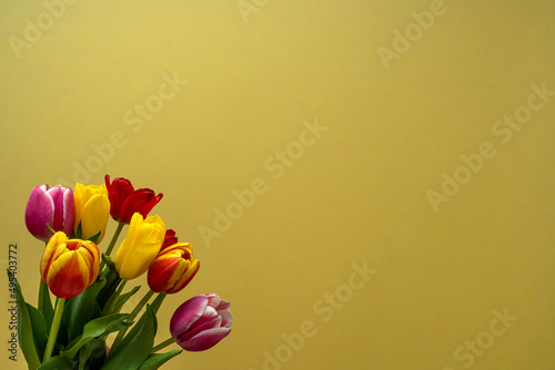 Multicolored tulips on yellow background with copy space for text. Bouquet of spring flowers. Isolated on yellow background.  Mother's Day, Valentines, Anniversary, Easter, Birthday.