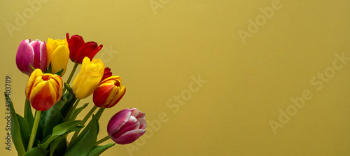 Multicolored tulips on large yellow background with copy space for text. Bouquet of spring flowers. Isolated on yellow background.  Mother's Day, Valentines, Anniversary, Easter, Birthday.