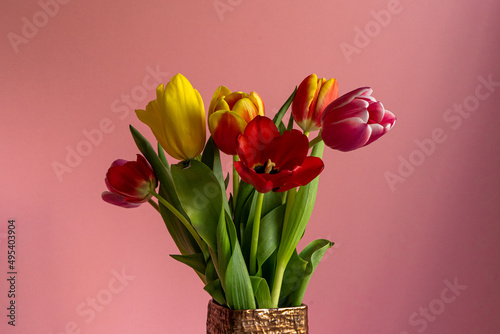 Multicolored tulips on pink background with copy space for text. Bouquet of spring flowers. Isolated on pink background.  Mother's Day, Valentines, Anniversary, Easter, Birthday.