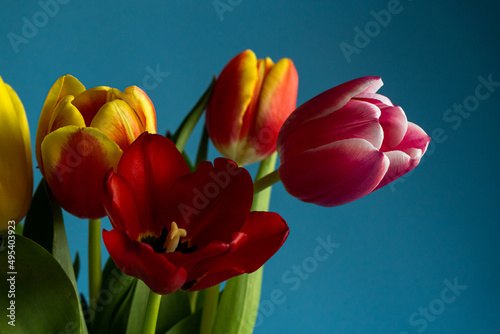 Closeup of colorful blooming tulip flowers in spring on blue background. Mother's Day, Valentines, Anniversary, Easter, Birthday.