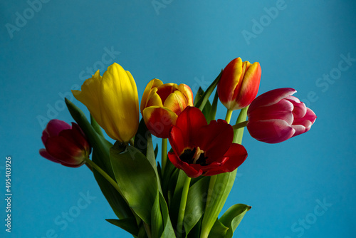 Closeup of colorful blooming tulip flowers in spring on blue background. Mother's Day, Valentines, Anniversary, Easter, Birthday.