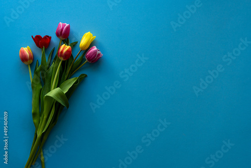 Multicolored tulips on blue background with copy space for text. Bouquet of spring flowers. Isolated on blue background.