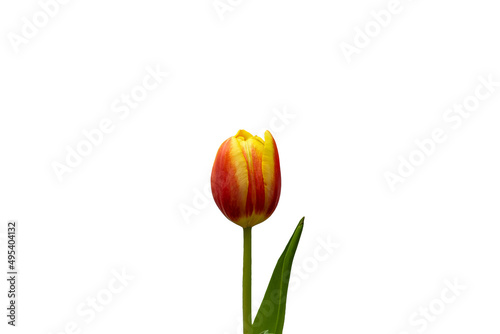 Orange and yellow tulip flower isolated on white background. Tulip on white background. PNG, Transparent