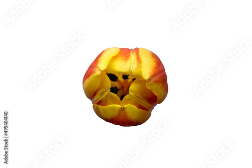 Orange and yellow tulip flower isolated on white background. Tulip on white background.