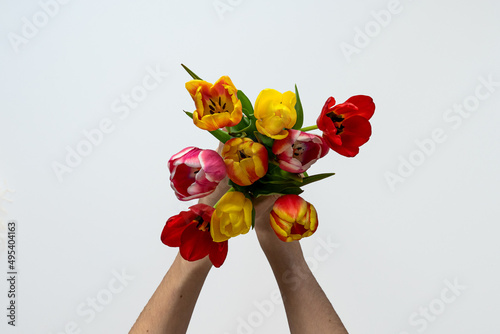 Multicolored tulips on white background with copy space for text. Bouquet of spring flowers. Isolated on white background.