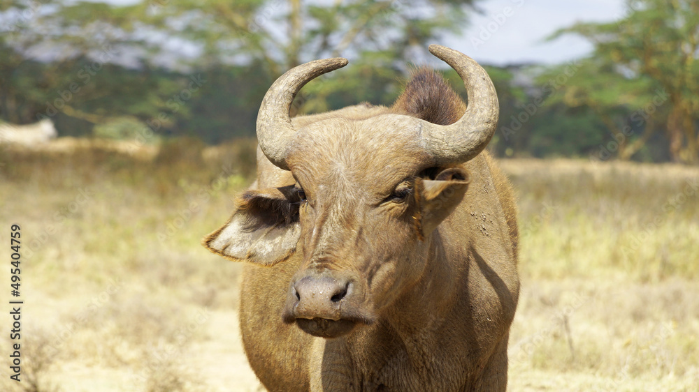 African buffalo graze on the green plains of the Kenyan savannah in the Maasai Mara National Park. Bull in the meadow. Male buffalo in the pasture. African buffalo graze on the green plains of the Kenyan savannah in the Maasai Mara National Park. Bull in the meadow. Male buffalo in the pasture.