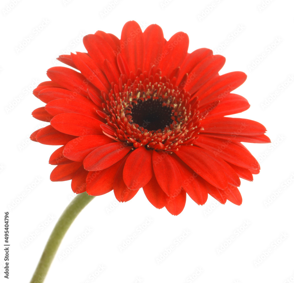 Beautiful red gerbera flower on white background