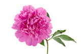 Pink peony flower on white