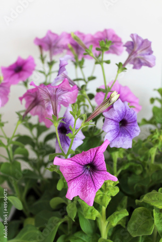 seedlings of ampelny petunia multicolored flowers of bright colors