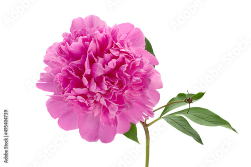 Fototapeta Naklejka Na Ścianę i Meble -  Pink peony flower on white
