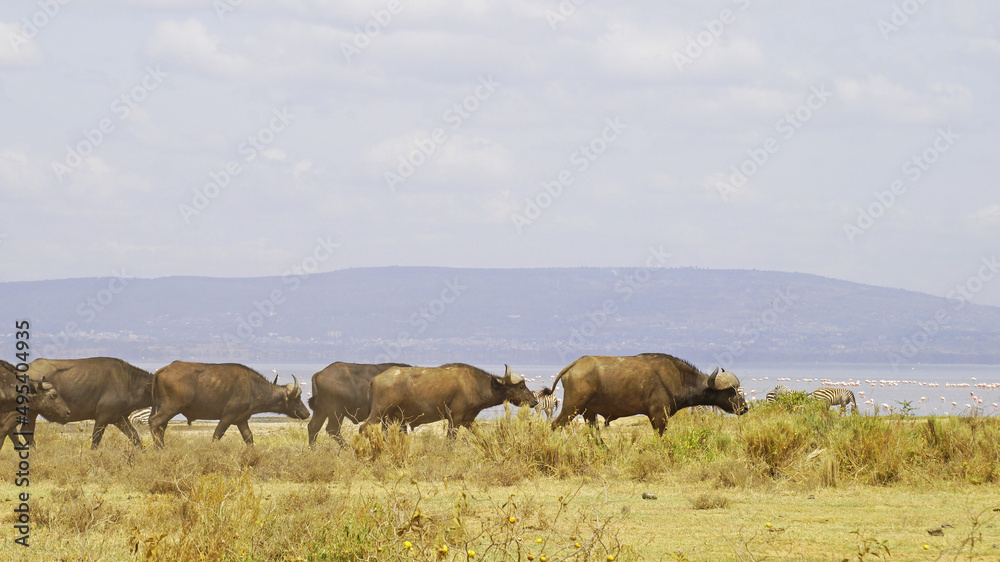 African buffalo go for a drink to Lake Nakuru in Kenya National Park. African buffaloes in the wild.

