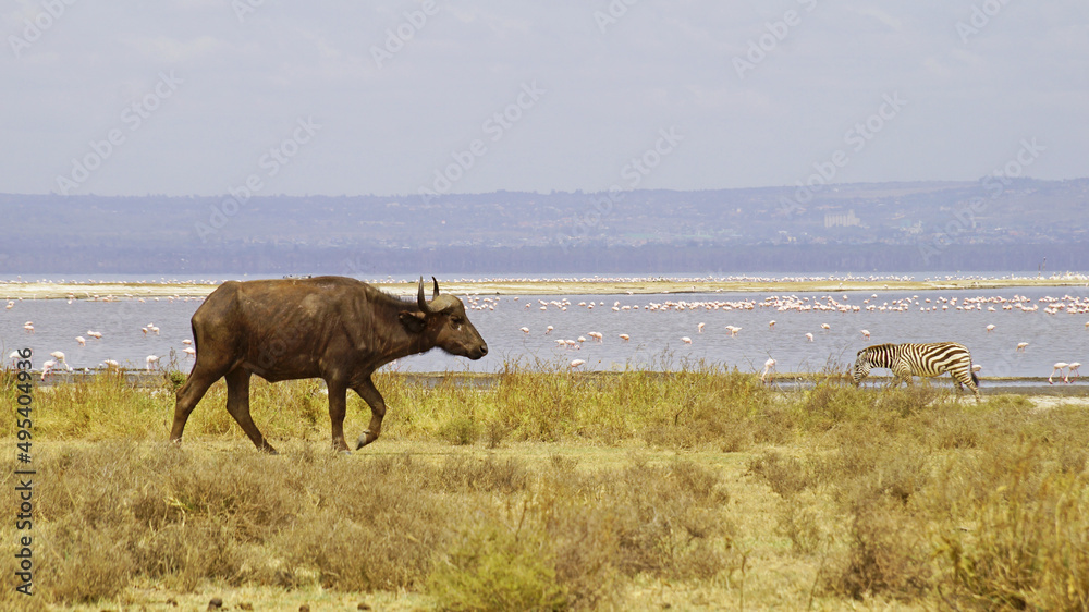 African buffalo go for a drink to Lake Nakuru in Kenya National Park. African buffaloes in the wild.
African buffalo go for a drink to Lake Nakuru in Kenya National Park. African buffaloes in the wild.