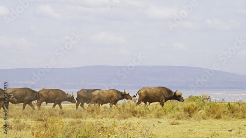 African buffalo go for a drink to Lake Nakuru in Kenya National Park. African buffaloes in the wild.