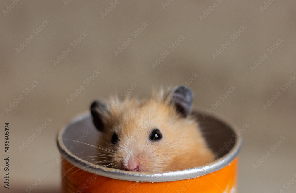 Red Syrian hamster in an orange cardboard jar. Cheerful and funny animal.  High quality photo Stock Photo | Adobe Stock