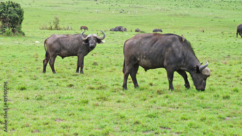 Fototapeta Naklejka Na Ścianę i Meble -  A herd of African buffalo grazes on a green pasture in the African savannah in a national park in Kenya. African buffaloes in the wild.