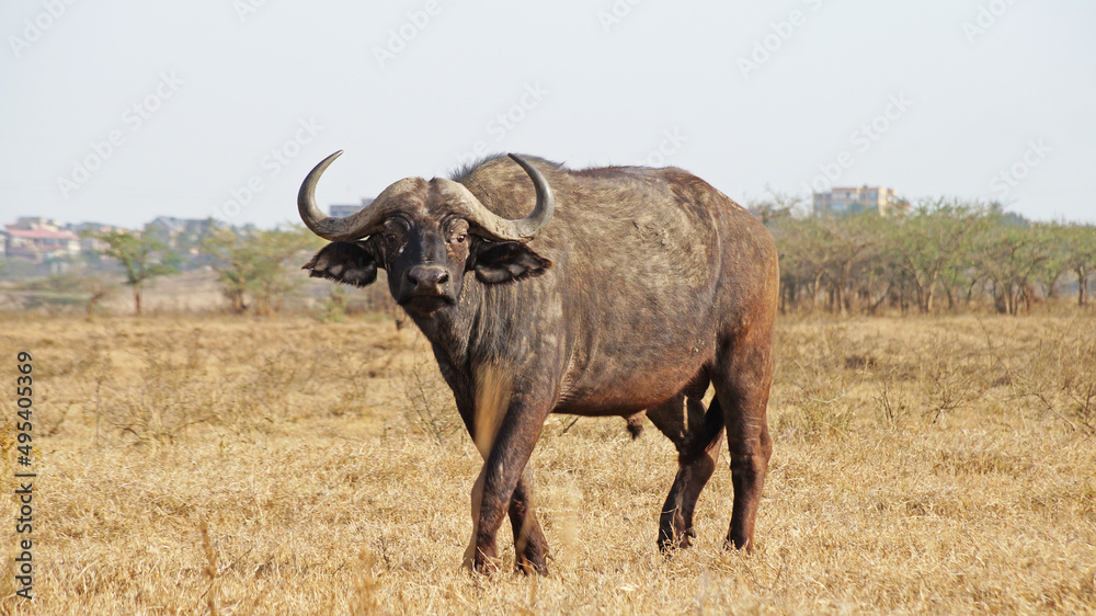 African buffalo graze on the green plains of the Kenyan savannah in the Maasai Mara National Park. Bull in the meadow. Male buffalo in the pasture. African buffalo graze on the green plains of the Kenyan savannah in the Maasai Mara National Park. Bull in the meadow. Male buffalo in the pasture.