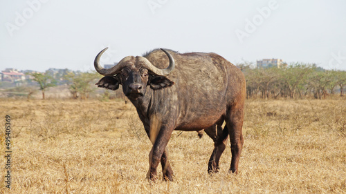 African buffalo graze on the green plains of the Kenyan savannah in the Maasai Mara National Park. Bull in the meadow. Male buffalo in the pasture.