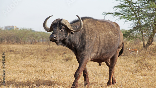 African buffalo graze on the green plains of the Kenyan savannah in the Maasai Mara National Park. Bull in the meadow. Male buffalo in the pasture.