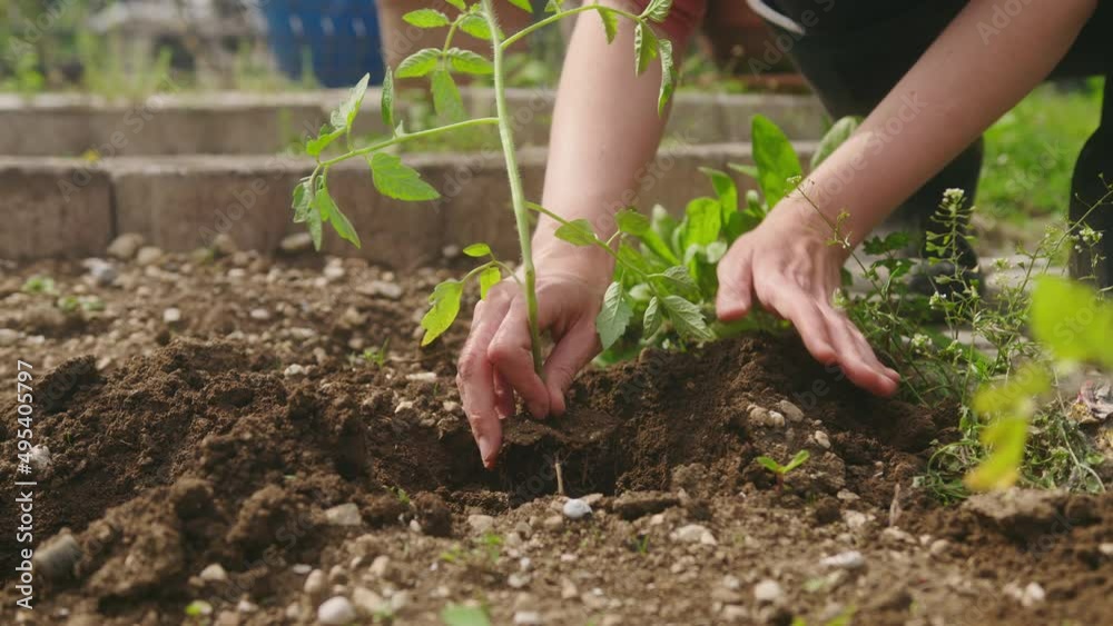 Planting a vegetable seedling in the garden. Female Caucasian hands putting a plant into the hole in fertile soil, close-up shot. Planting a vegetable seedling in the garden. Female Caucasian hands putting a plant into the hole in fertile soil, close-up shot.