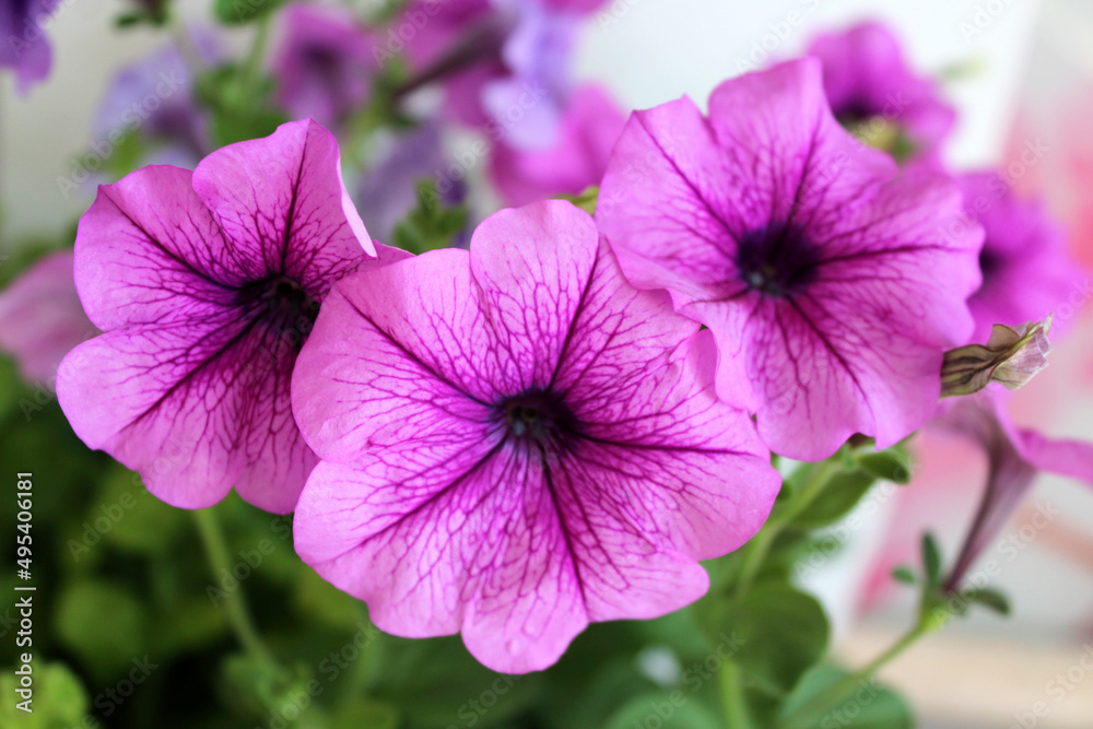 Obraz premium three purple petunia flowers close-up magic seedlings