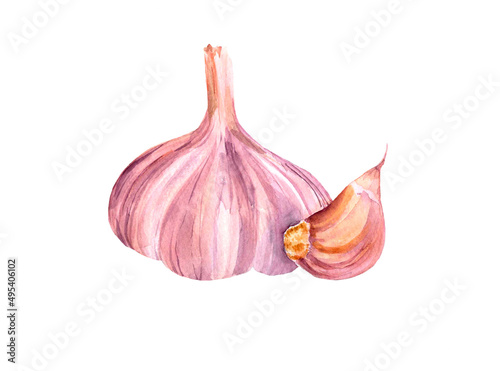 Watercolor garlic. Rastr vegetable illustration for a cookbook, ingredients of recipes, advertising, cards for children and botanical magazines. Natural and organic agriculture.
