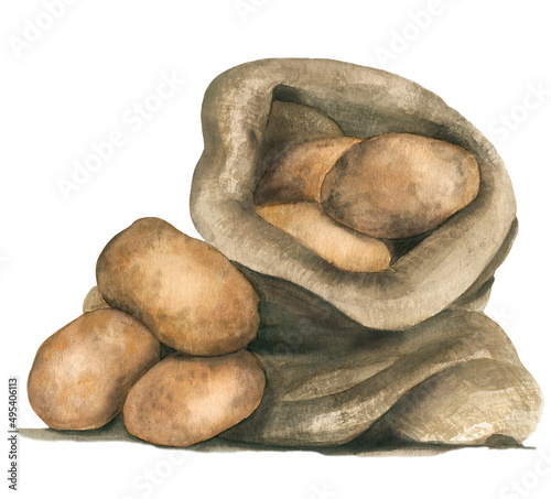 Watercolor potato. Rastr vegetable illustration for a cookbook, ingredients of recipes, advertising, cards for children and botanical magazines. Natural and organic agriculture.