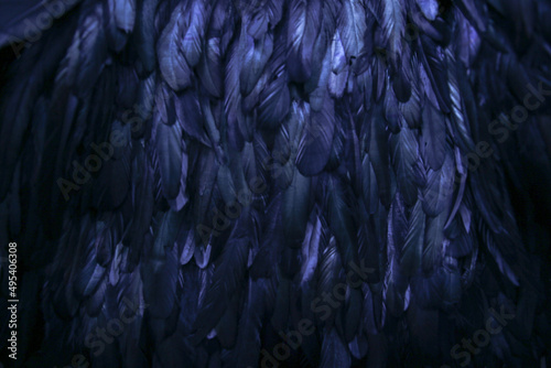 Purple abstract feather background, beautiful feathers shine in the dark