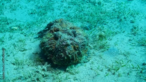 Close-up of the Stonefish lies on sandy bottom covered with green seagrass. Camera moves around the object. Reef Stonefish (Synanceia verrucosa). 4K-60fps photo