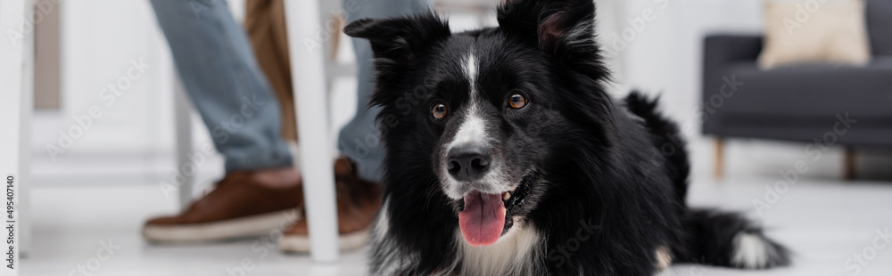 Cropped view of border collie dog looking away near blurred man in kitchen, banner.