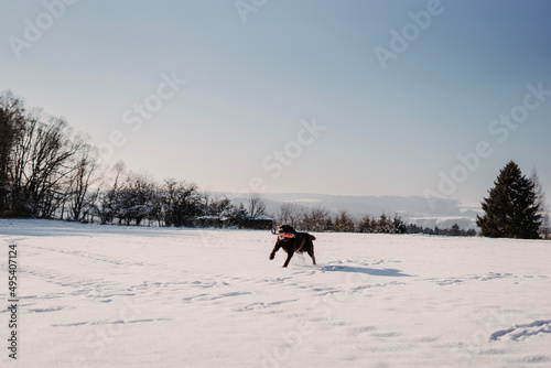 Running labrador retriever in a snow