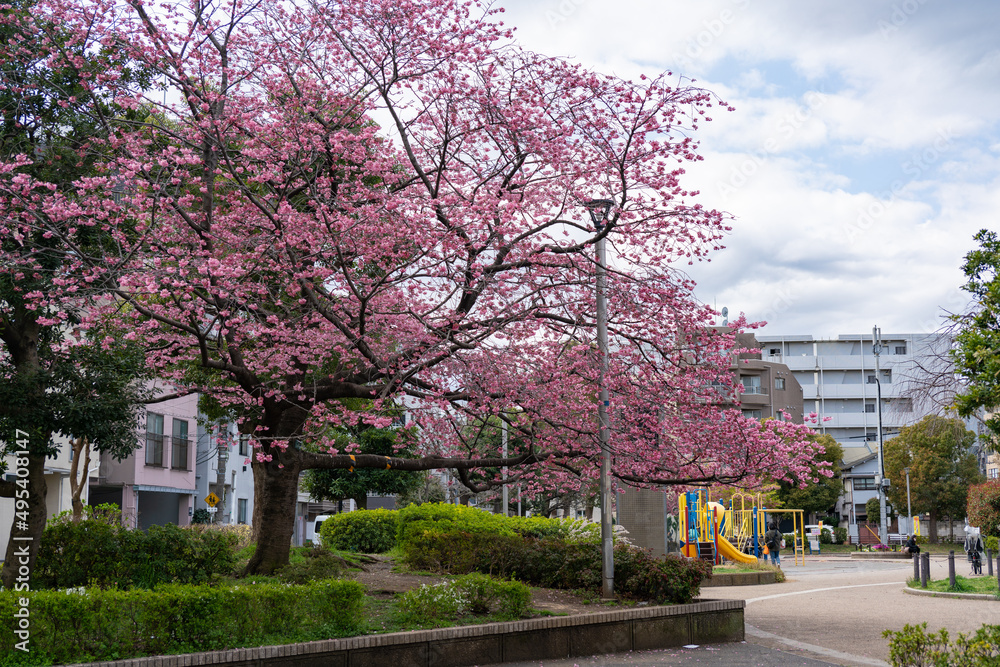 桜木