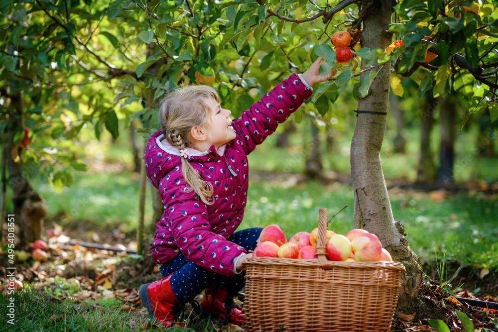Fototapeta premium Little preschool girl in colorful clothes with basket of red apples in organic orchard. Happy toddler child picking healthy fruits from trees and having fun. Little helper and farmer. Harvest time.