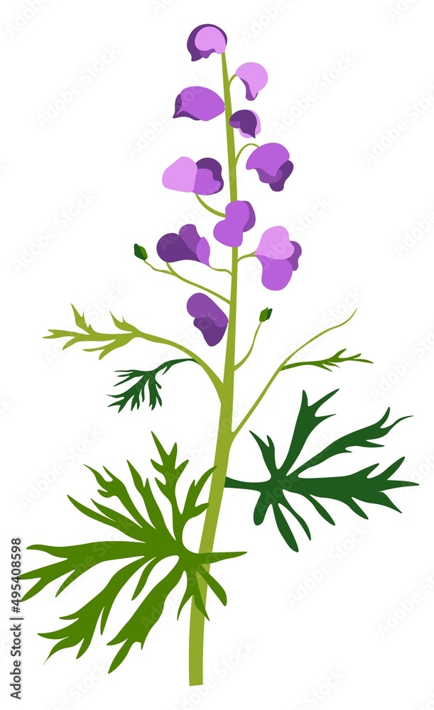 Aconite flower in blossom, wildflower or grass Aconite flower in blossom, wildflower or grass
