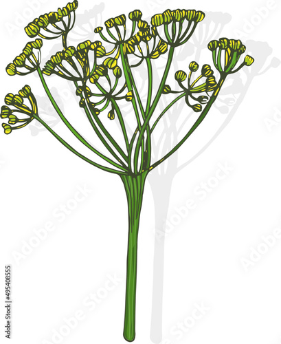 Dill Flowers Hand Drawn Illustration
