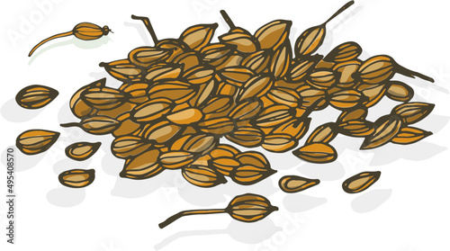 Dill Seeds Hand Drawn Illustration