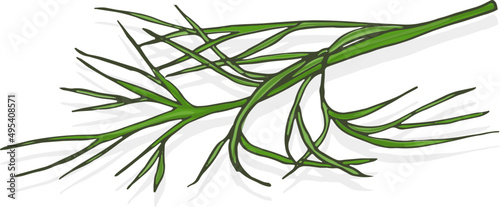 Dill Leaf Hand Drawn Illustration