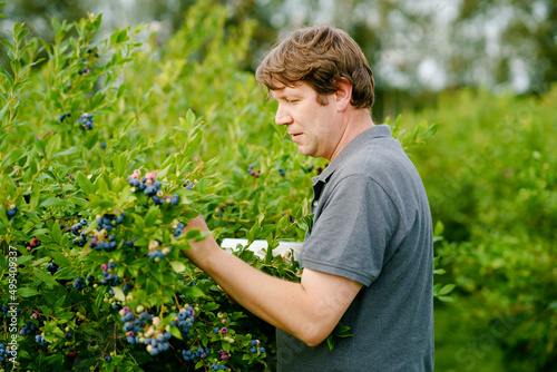 Middle-aged man picking fresh berries on blueberry field. Man pick blue berry on organic orchard farm. People farming and gardening. Summer family fun. Healthy bio food. © Irina Schmidt