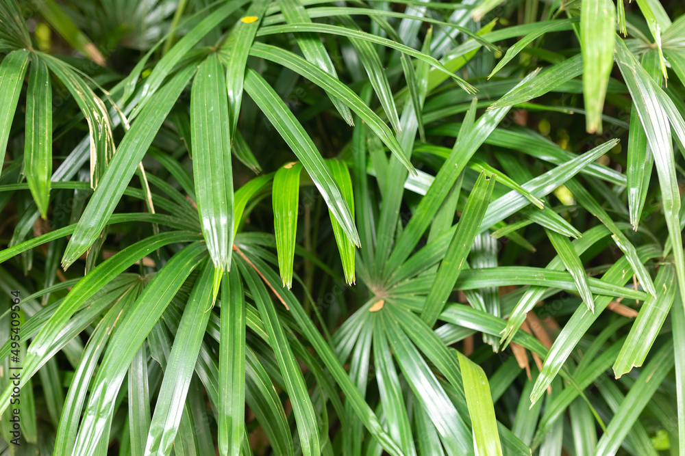 Tropical leaf texture background, green foliage are shaped like tiny spikes. Close-up. Tropical background
