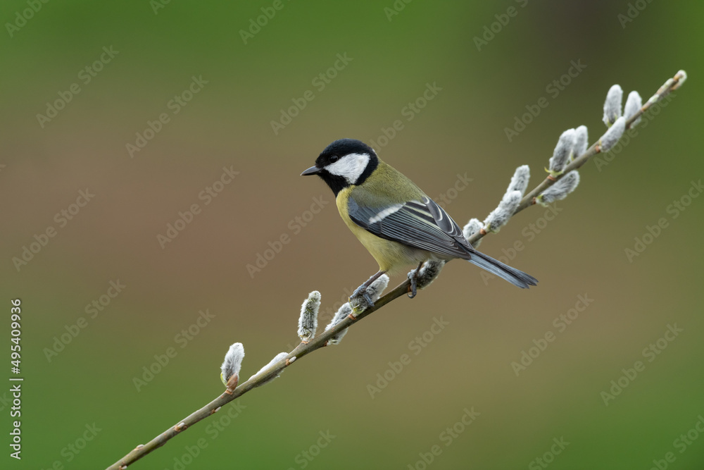 Obraz premium Great tit sitting on a branch