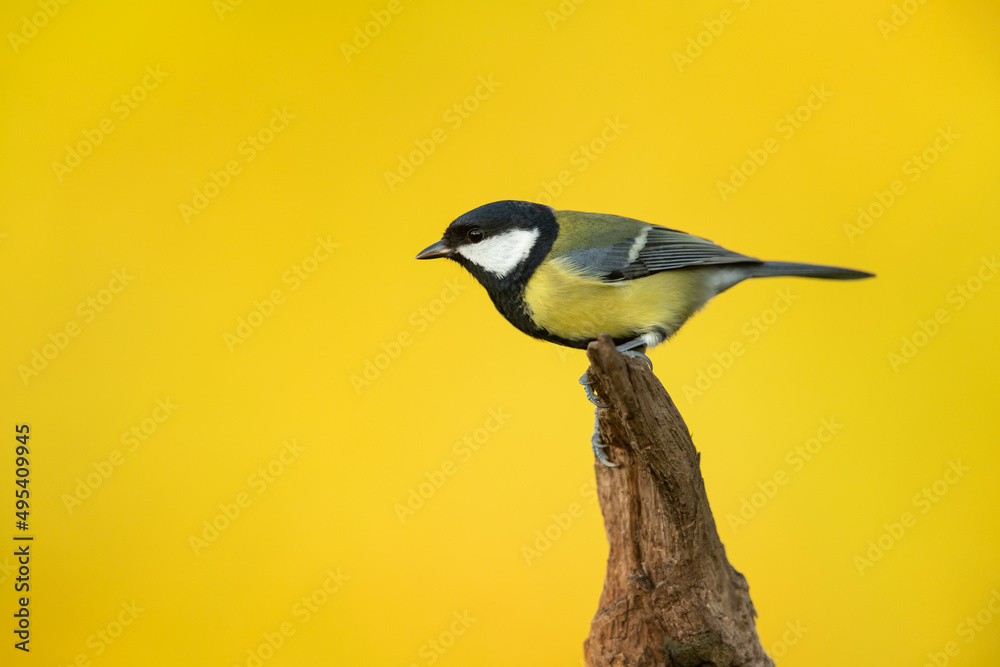 Fototapeta premium Great tit sitting on a branch