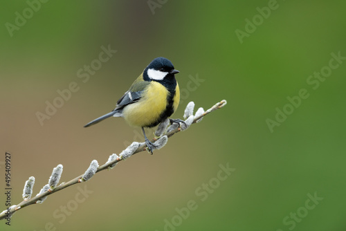 Great tit sitting on a branch