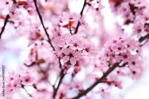 albero fiorito primavera photo