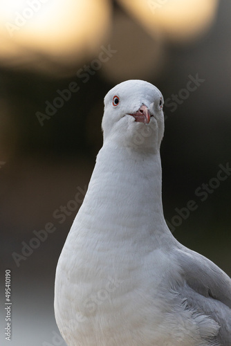 close up of a white dove