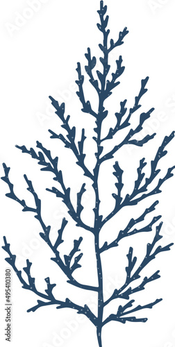 Aquatic Algae or Seaweed Colored Illustration