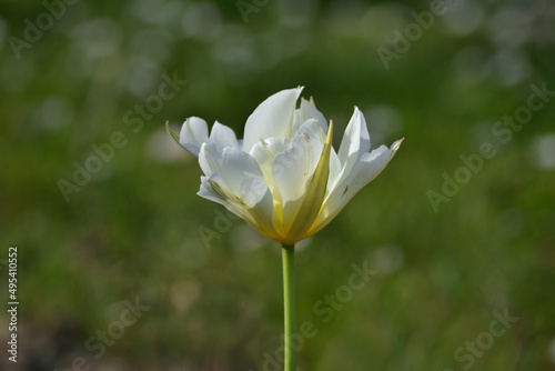 Tulipe blanche dentelée
