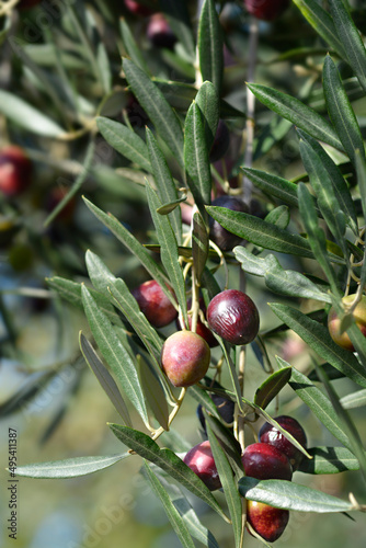 Принти на полотні Common olive